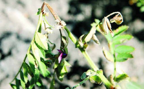 An Ascochyta stem lesion on a chickpea plant. An Ascochyta stem lesion on a chickpea plant.